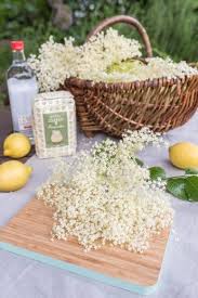 Holunderernte Holunderblutenlikor Fur Den Sommer Und Tee Aus Holunderbluten Fur Den Winter Leelah Loves Holundergelee Rezept Rezepte Holunderbluten Rezepte