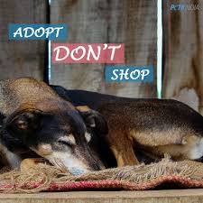 At mr n mrs pet you can buy and adopt all available cat breeds like persian, maine coon, bengal, ragdoll, himalayan, siamese, and other cat breeds online from responsible cat breeders in patna, bihar. Pledge To Adopt Take Action Petaindia Peta India