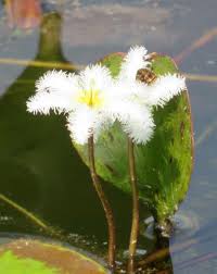 Image result for Nymphoides senegalensis