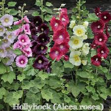 Flower And Leaves Are Edible Hollyhocks Flowers Flower Garden Beautiful Flowers
