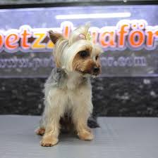 Yorkshire Terrier Pet Kuafor Yorkshire Terrier Kopek Kedi Kopek