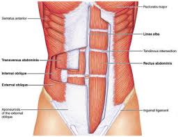 The deltoid muscle is a rounded, triangular muscle located on the uppermost part of the arm and the top of the shoulder. Upper Body Thera Band Exercises Good For Core Muscle Activation Performance Health Academy