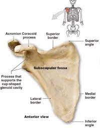 Understanding The Movement Of The Scapula Marissa T Schaeffer Anatomy Bones Scapula Human Anatomy And Physiology
