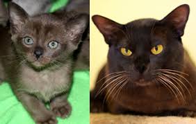 The Burmese Cat History And Colours