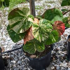 Image result for Hibiscus mechowii