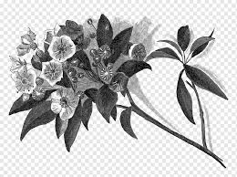 The stunning adobe stock collections directly available from your cc library. Drawing Paper Digital Illustration Work Of Art Botanical Drawing Botany Pencil Leaf Png Pngwing
