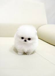 Pin By Gabriela On The Pets I Can T Have Yet Cute Animals Cute Animal Photos Baby Animals