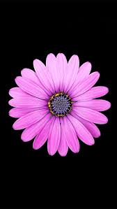 Margarita Purple Daisy flower HD phone wallpaper
