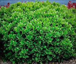 Check spelling or type a new query. Carissa Holly Bushes For Sale The Tree Center