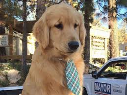 After extensive research and relationships with breeders abroad, i feel confident in our lines. Golden Retriever Named Mueller Is Mayor Of Southern California Town Abc News