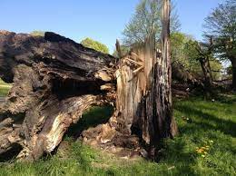We use proper pruning techniques and tools to keep your hedges healthy and manageable. Tree Service Nanaimo Tree Removal Nanaimo Bc