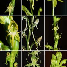 Image result for Habenaria subarmata