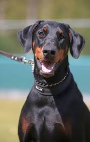 images?q=tbn:ANd9GcRvDCLncYtVyTeibzBkqS9gDcSIPrzeGgkn_g&usqp=CAU