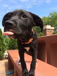 Log In Pitbull Mix Pitbulls Pitbull Lab Mix