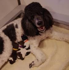 We are small hobby breeders and exhibitors of standard, moyen and intervariety poodles in parti and solid colors. Parti Standard Poodle Archives Page 2 Of 3 Cantope Standard Poodles