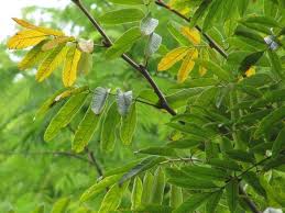 Image result for Millettia grandis