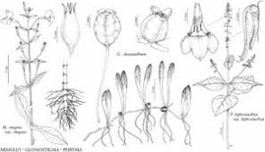 Image result for Phrymaceae