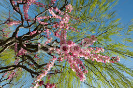 We did not find results for: Peach Blossoms Underneath Large Weeping Willow Tree In Spring Stock Photos Freeimages Com
