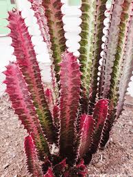 Many euphorbias also have thorns, making them appear even more similar to cacti. Repotting Euphorbia Trigona African Milk Tree With Soil Mix African Milk Tree Euphorbia House Plants