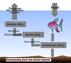 In A Saltwater Aquarium The Chain Reaction Of Ammonia Being Converting Into Nitrite Then Into Nit In 2020 Aquaponics Greenhouse Aquaponics System Aquaponic Gardening