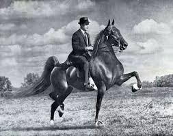 1968 Five Gaited Stake World Grand Champion Ch My My And Frank Bradshaw American Saddlebred American Saddlebred Horses Horses