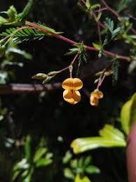 Image result for Aeschynomene heurckeana