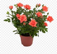 3000 x 2391 5 1 transparent watercolor flower background clipart. White Rose Bush Png Rose In Pot Png Rose Bush Png Free Transparent Png Images Pngaaa Com