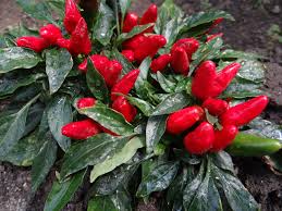 Avantajele folosirii ardeiului iute ardeiul iute este un aliat pe care inca nu stiai ca il ai! Ardeiul Iute Ce ProprietÄƒÈ›i Are È™i Ce Beneficii OferÄƒ Cand Este Consumat