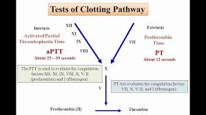 Image result for Thrombin Time