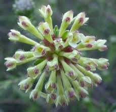 Image result for Gnidia