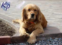 Cocker spaniel lab mix puppies for sale. Puppy Finder Find Buy A Dog Today By Using Our Petfinder Beagle Mix Puppies Lab Mix Puppies Golden Cocker Retriever