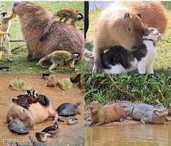 Las patas son cortas y fuertes. Patofuenmayor No Twitter El Animal Mas Amigable De La Naturaleza El Carpincho Capibara Ronsoco Chiguire O Chiguiro