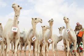 There are three camel species: What Are Some Funny Facts About Saudi Arabia Its People And Culture Quora