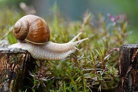 From middle chinese compound 蝸牛 (kwæ ngjuw, literally snail + cow). 4spqmiupagfsum