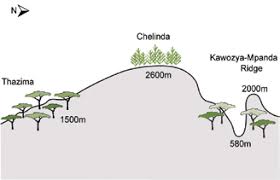 Image result for Habenaria debeerstiana