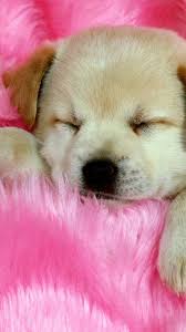 Puppies Phone Backgrounds Best Hd Wallpapers Dog Background Cute Dog Wallpaper Puppy Wallpaper