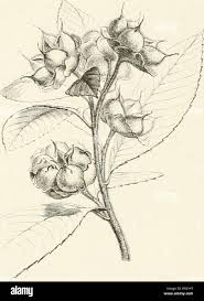 Image result for Tetracera boiviniana