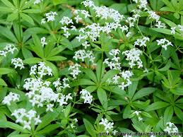 Image result for Rubiaceae