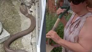 What does a snake hole look like?. Fearless Great Grandma Kills Venomous Snake With Shovel In Her Falls Township Bucks County Yard 6abc Philadelphia