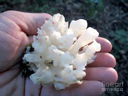 We did not find results for: White Coral Jelly Photograph By Timothy Myles