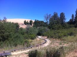 Bay area hikes with kids: Skyline Ridge, Alice's and the Methuselah tree