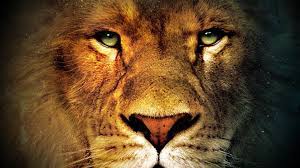 King lion wallpapers hd for android apk download. 59 Lion Face