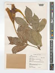 Image result for Rothmannia whitfieldii