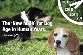 Do you have a cat that eats slowly, perhaps over hours at a time? New Dog Age Math Or Pedigree S Calculator Can Both Be Right By Andy Gibbs Linkedin