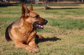 We did not find results for: Pin On Animales