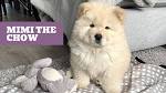 Chow Chow (Chow) Puppies For Sale - AKC PuppyFinder