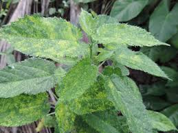 Image result for Tragia brevipes-benthamii-okanyu