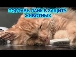 Картинки по запросу фото котов "поставь лайк"