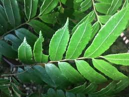 Image result for Ptisana