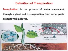 7.2 as light intensifies, more stomata open up, however when all stomata are open, the rate of transipation. Transpiration With Its Types